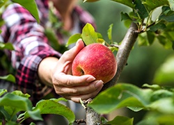 Woman picking an apple